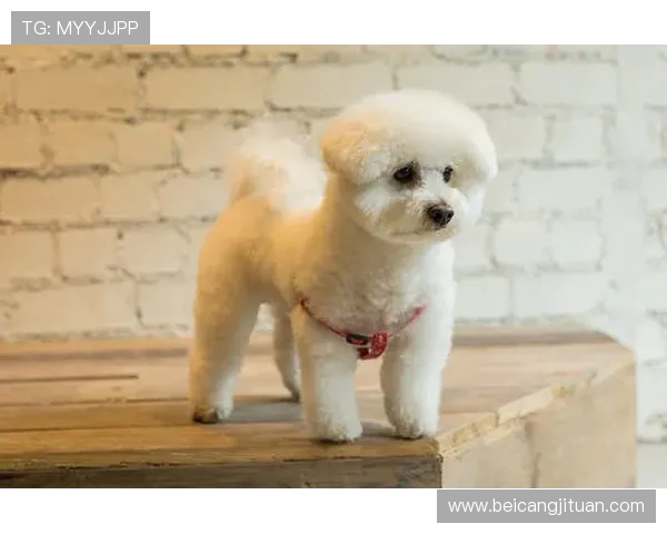 萌物充电场：成年人的续命偏方